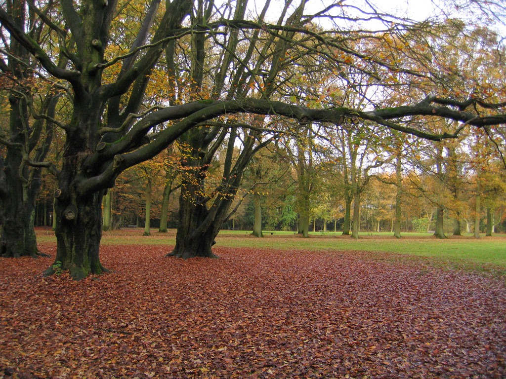 Wandeling door Eindhovens Groene Woud