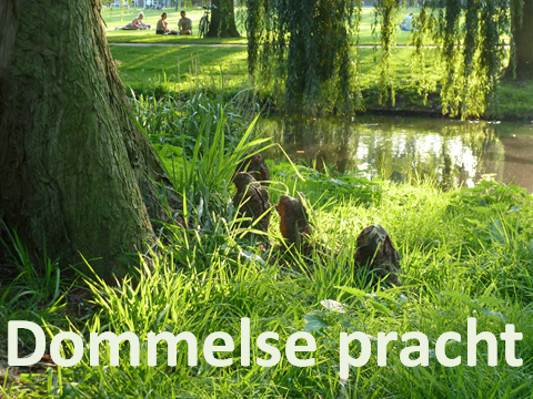 Dommelse pracht